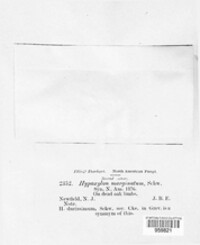 Annulohypoxylon annulatum image